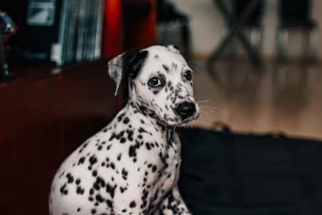 The Dalmatian Dog Pošip white